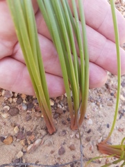 Trachyandra chlamydophylla