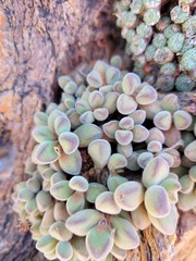 Crassula sericea
