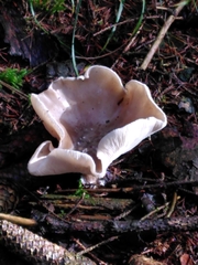 Tricholoma saponaceum