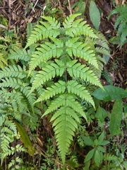 Dryopteris subexaltata
