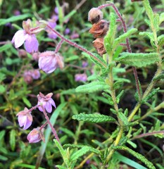 Thomasia petalocalyx