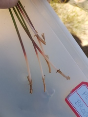 Trachyandra chlamydophylla