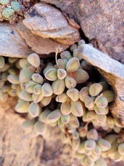 Crassula sericea