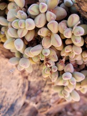 Crassula sericea