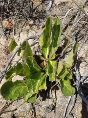Lichtensteinia trifida