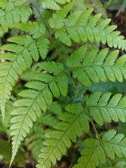 Dryopteris subexaltata