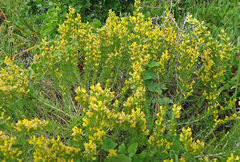 Aspalathus spinosa spinosa