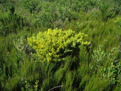 Aspalathus spinosa spinosa