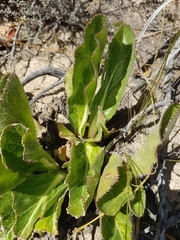 Lichtensteinia trifida