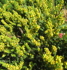 Aspalathus spinosa spinosa
