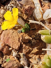 Oxalis bullulata