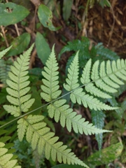 Dryopteris subexaltata