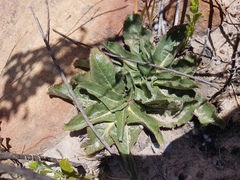 Lichtensteinia trifida
