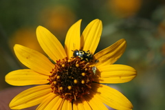 Zygogramma signatipennis