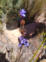 Aristea bracteata