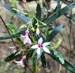 Billardiera cymosa