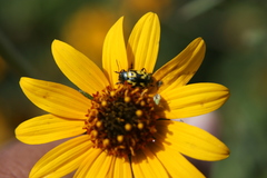 Zygogramma signatipennis