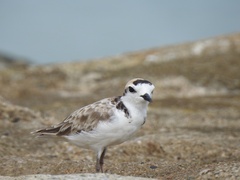 Charadrius peronii