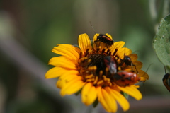 Calocoris nemoralis