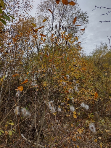 vŕba päťtyčinková (Salix pentandra)