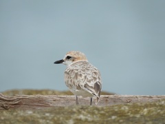Charadrius peronii