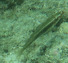 Stethojulis interrupta