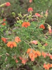 Gompholobium foliolosum