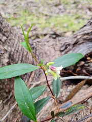 Billardiera versicolor