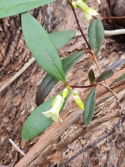 Billardiera versicolor