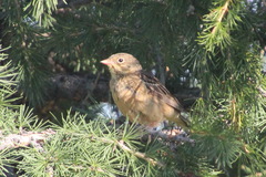 Emberiza hortulana