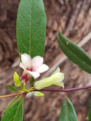 Billardiera versicolor