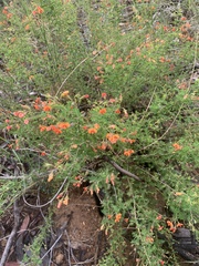 Gompholobium foliolosum