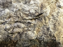 Hydrometra stagnorum