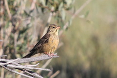 Emberiza hortulana