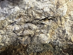 Hydrometra stagnorum