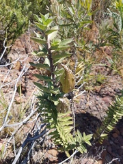 Gomphocarpus cancellatus