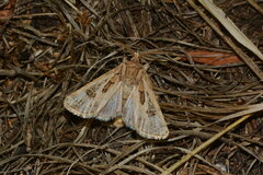 Agrotis obesa