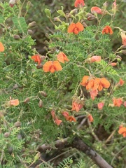 Gompholobium foliolosum