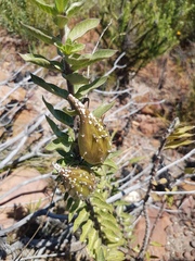 Gomphocarpus cancellatus