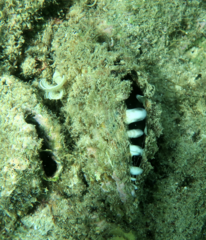 Pinctada margaritifera