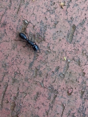 Plectroctena mandibularis