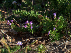 Chaenostoma campanulatum