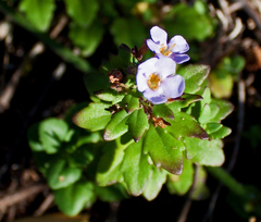 Chaenostoma campanulatum