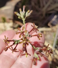 Codonorhiza micrantha
