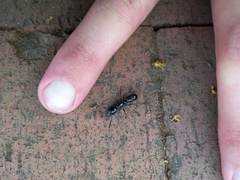 Plectroctena mandibularis