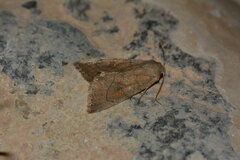 Enargia staudingeri