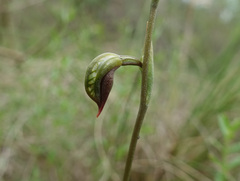 Pterostylis squamata