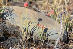 Ephedra fedtschenkoae