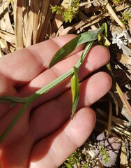 Codonorhiza micrantha