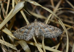 Eupithecia variostrigata